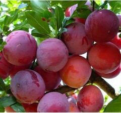 Слива "Опал"