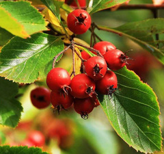 Боярышник сливолистный 'Crataegus Prunifolia'  рис.0