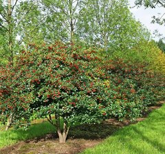 Боярышник сливолистный 'Crataegus Prunifolia'  рис.1