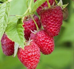 Малина ремонтантная "Карамелька"