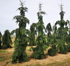 Ель обыкновенная 'Rothenhaus' 