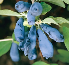 Жимолость съедобная "Московская"