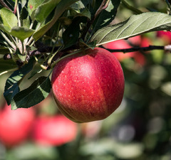 Яблоня "Красное раннее"