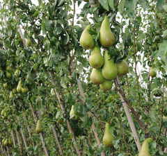 Груша мультидерево 