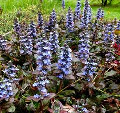 Живучка ползучая 