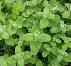 Мята душистая 