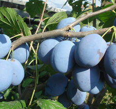 Слива "Гинго Топ"