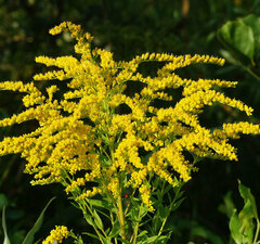 Солидаго канадский