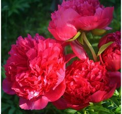 Пион молочноцветковый 'Command Performance'