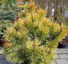 Сосна горная 'Golden Glow'