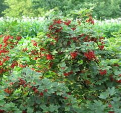 Смородина альпийская 