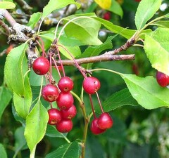 Яблоня ягодная 