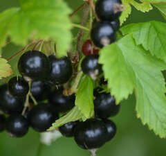 Смородина черная "Орловский вальс"