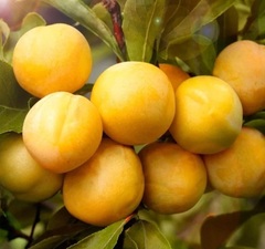 Шарафуга "Голд"