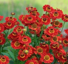 Гелениум гибридный 'Ranchera'