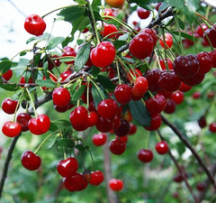 Вишня колоновидная "Ашинская"