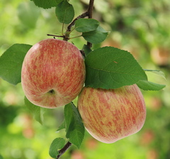 Яблоня "Осеннее полосатое"