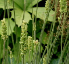Гейхера цилиндрическая 'Green Finch'