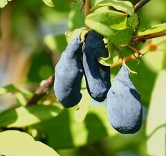 Жимолость съедобная "Павловская"