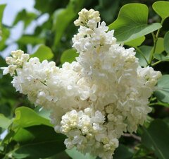 Сирень обыкновенная "Снежный ком"