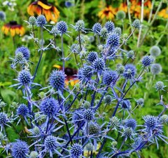 Синеголовник плосколистный