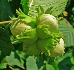 Орех Фундук "Шедевр"