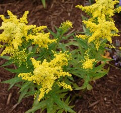 Золотарник гибридный 