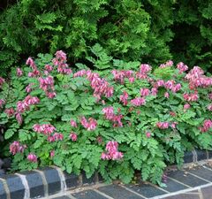 Дицентра красивая 'Luxuriant'