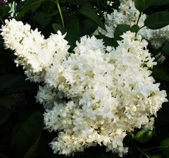 Сирень 'Alice Howard Harding'