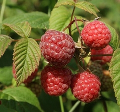 Малина "Пересвет"