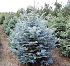 Ель колючая 'Majestic Blue'