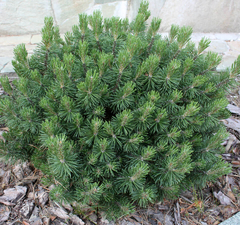 Сосна горная 'Mops'