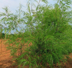 Ива шверина 