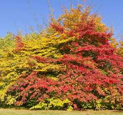 Парротия персидская 'Persian Spire' 