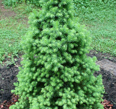 Ель канадская 