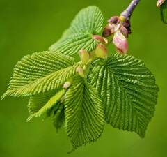 Вяз обыкновенный 