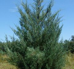 Можжевельник виргинский