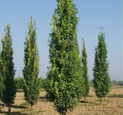 Дуб черешчатый 'Fastigiata Koster' 