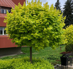 Клен остролистный 'Globosum'