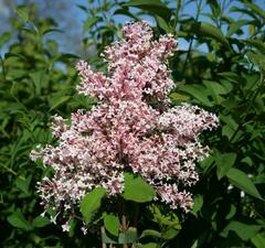 Сирень мелколистная 'Rosea'
