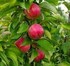 Яблоня колоновидная "Звезда эфира"