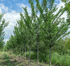 Вяз голландский 'Lobel' 