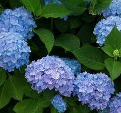 Гортензия крупнолистная 'Endless Summer Bloomstar' (Blue)