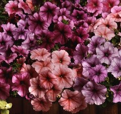 Петуния гибридная крупноцветковая "Тритуния Формула Микс"