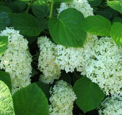 Гортензия древовидная 'Sterilis'
