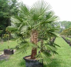 Пальма "Трахикарпус"