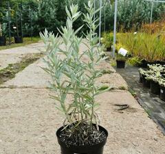 Полынь Людовика