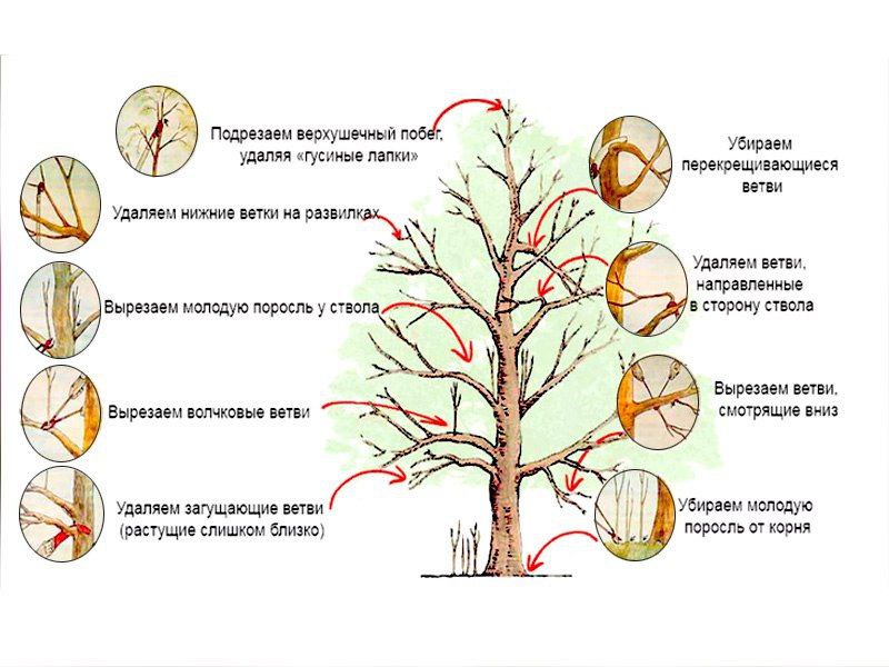 Схема подрезки плодовыхдеревьев от питомника Почта Сад