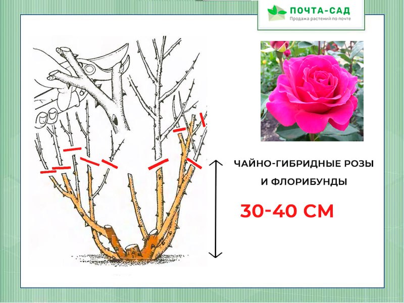 Обрезка на зиму чайно-гибридных роз и сорта Флорибунда