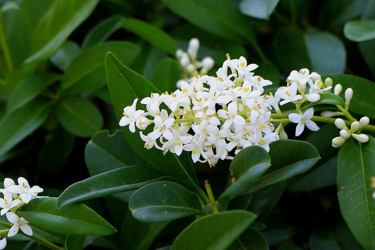 Бирючина вечнозеленая. Бирючина(Ligustrum). Лигуструм бирючина. Кустарник бирючина обыкновенная. Бирючина обыкновенная (Ligústrum vulgáre).